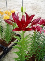 [1665 Serengeti No02.JPG]